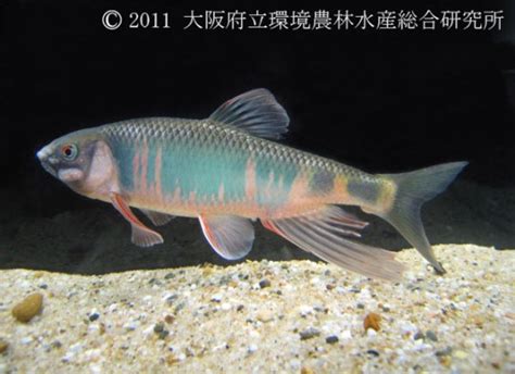 日本魚種類|画像一覧 ｜ 淡水魚図鑑（在来種） ｜ 図鑑 ｜ 大阪府 